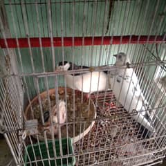 pigeon