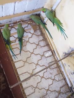 parrot