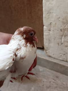 3 female 2 male pigeons for sale