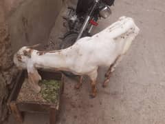 guot