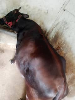 cow Female