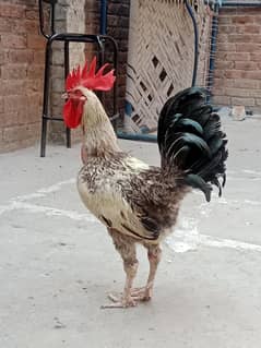 3 desi hens for sell