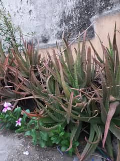 money plants nd pots