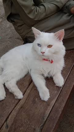beautiful cat for sale