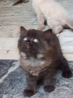 Persian cats