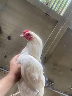 white Aseel heera