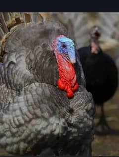 turkey bird lavender blue slate eggs laying breeder pair and chicks