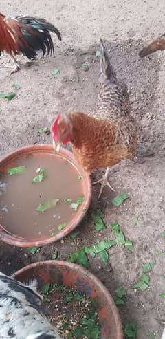 Aseel Hens