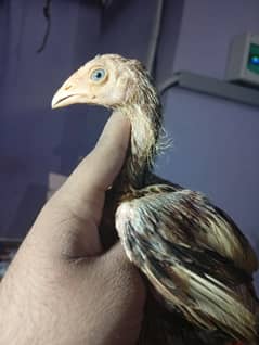 Pure aseel chicks