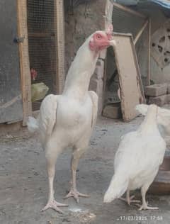 High quality heera aseel pair for sale Hera patha pathi