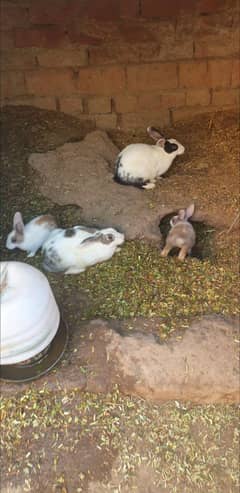 breeding rabbit pairs