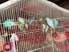 Australian birds (tootay) with cage