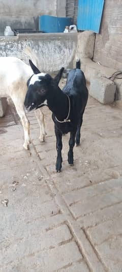 female goat