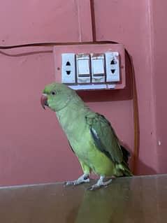 Green ringneck hand tame (03161325180)
