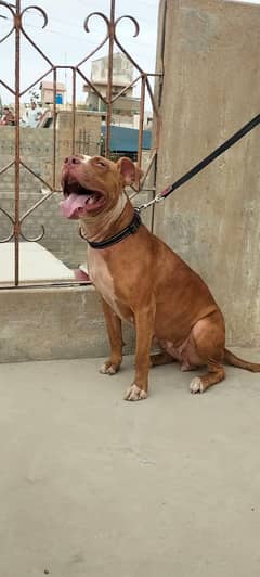 Americal pitbull lady for sale