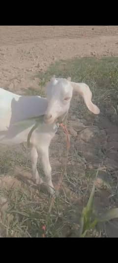 goats