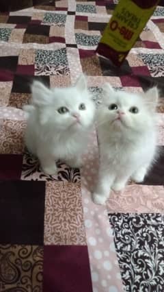 Persian kitten For sale