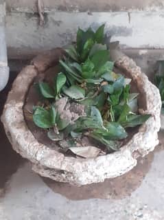plant