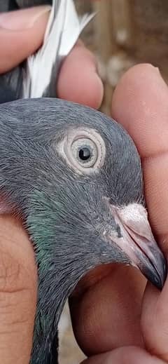 Ferozpuri Male Pegion