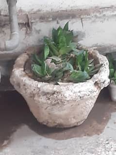 plant