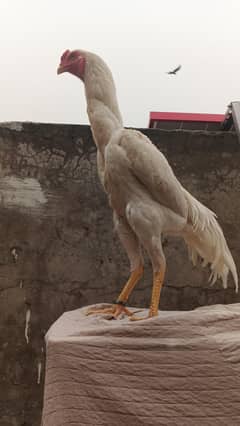 white Shamo Male 6 months age pure Quality and points