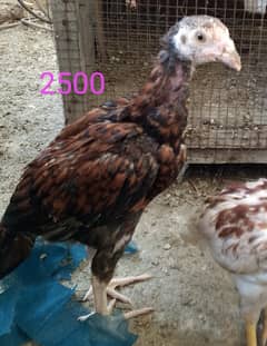 asee pathy for sale