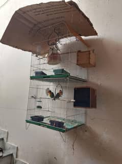 fisher pair  Budgies pairs  cage