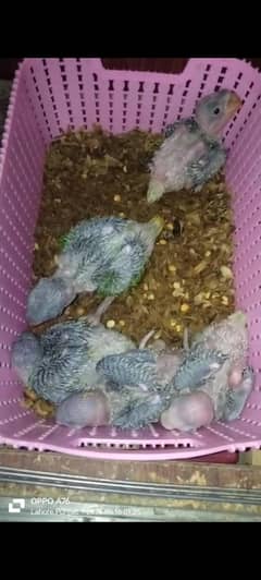raw babies , raw parrot ,