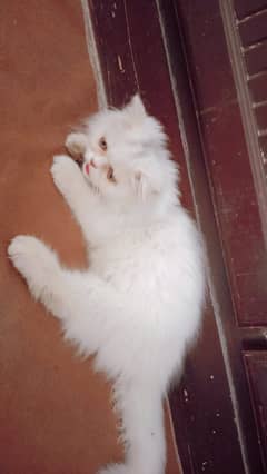 Himalayan persion kitten's