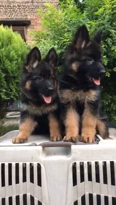 German shepherd puppies Double Coatmy WhatsApp number 03001868066