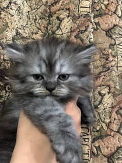 Persian male kitten