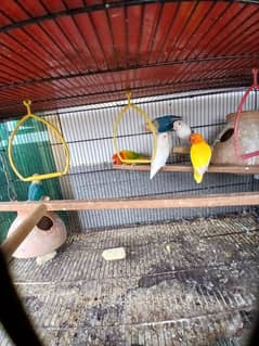 Free Love Birds