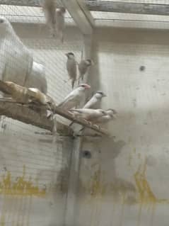 four pair for sale nail tail flying ok