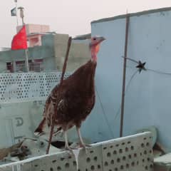 Turkish Hens single Female