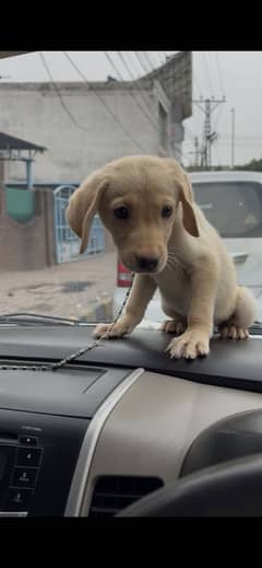 American Labrador Pup Female