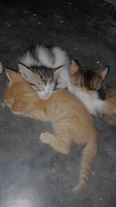Persian female kitten