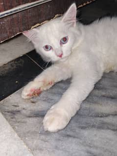 catss