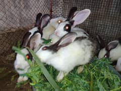 Rabbits