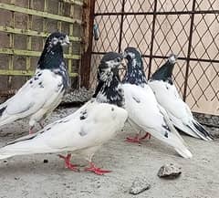 Ali waly pure breeders