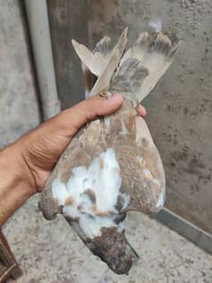 Hambera peshori young pair + Black khal male
