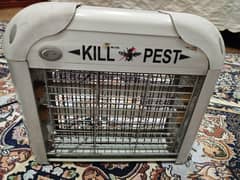 insect