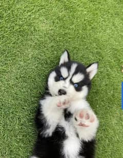 Siberian husky puppies  03198435459