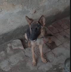 German shepherd Dog for sale / puppy / GSD  Dogs / german sheph