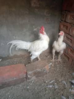 Heera aseel pair