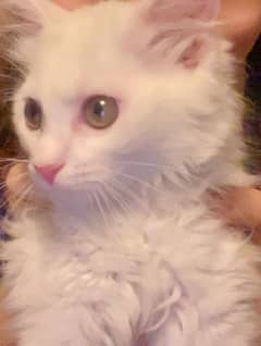 Persian kitten