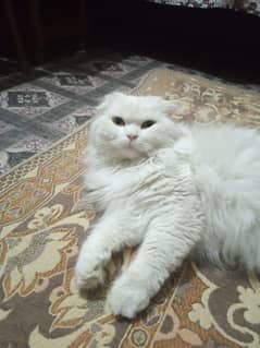 Persian confirm stud male available
