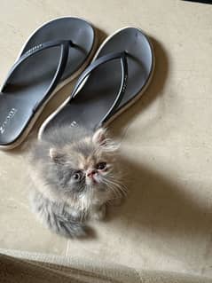 Piki Female kittens | Persian Female | Calico | Himaliyan