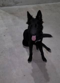 Black Belgian Shepherd