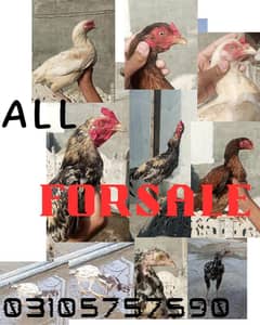 all assets forsale