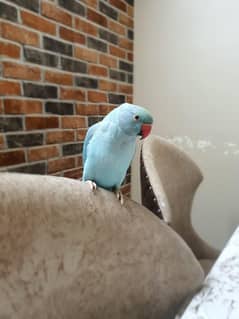 Blue Ringneck Parrot